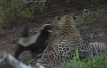 Баласына араша түскен борсық леопардқа жан ұшыра тап берді