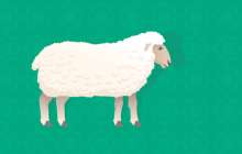 Құрбан айт 2019: құрбандық шалу шарттары