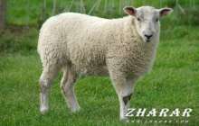 Қой сою дәстүрі (видео)