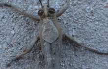 Ақтау тұрғындарының зәресін алған белгісіз жәндіктің не екені анықталды