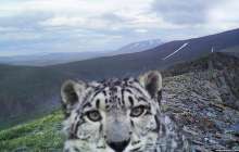 Қар барысын қорғаушыға айналған бұрынғы браконьерлер