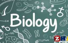 Реферат: Биология | Аддуктор