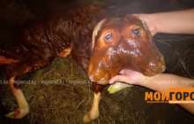 Ақтөбе облысында екі басты бұзау туды