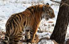 Жолбарыстың видеосы қазақстандықтарды дүрліктірді: министрлік түсініктеме берді