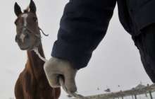 Алматы облысының полициясы мал ұрлығымен айналысқандарды ұстады