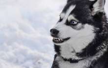 Ит 4 жасар баланың қолын жұлып алып, оны жеп қойған