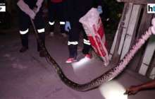 Зейнеткердің жоғалған бес мысығын жылан жұтып қойған