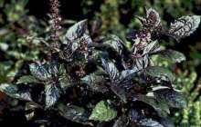 Райхан гүлі туралы аңыз | Reactor.inform.kz