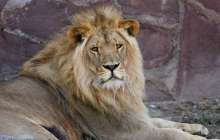 Полиция Қарағанды зообағында арыстандарды таспен ұрғандарды іздеп тапты