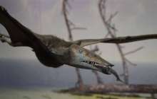 Ұлыбританияда ұшатын динозаврдың белгісіз түрі табылды