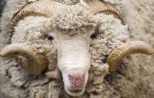 қойдың майы, пайдасы, зияны, қандай ауруға ем, дайындау, баланы ысылау