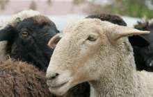 Құрбандық шалу: тарату, кімге уәжіп