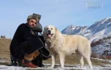 Данияр ДӘУКЕЙ, «Төбет – қазақы ит» қорының жетекшісі: Қазақы төбет тұқымына жететін ит жоқ