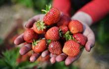 кімге жеуге болмайды, құлпынай, итбүлдірген, көкжидек