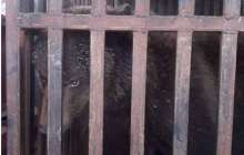 Түркістан облысында мал базарда аю сатылған