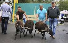 мүфтият қай күні басталатынын хабарлады