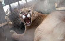 ​Ер адам өзіне шабуылдаған жыртқышты жалаңаш қолымен лақтырып жіберген