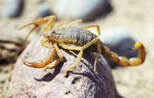 Атырау тұрғынын өз пәтерінде сарышаян шағып алды