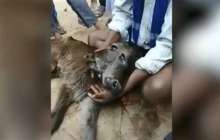 Екі басты құбыжық бұзау дүниеге келді