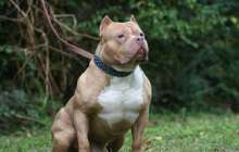 Екі ит 7 жасар баланы шайнап тастады