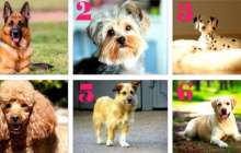 Психологиялық тест: Қай итті асырап алар едіңіз? Жауабыңыз сіз туралы қандай сыр айтады?