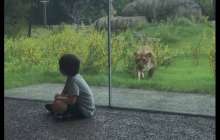 Арыстан әйнектің арғы жағында отырған балаға тап берді – қорқынышты видео