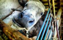 Ақтөбе облысында екібасты бұзау жұрттың үрейін ұшырды   