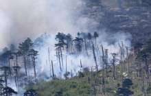 Былтыр Қазақстан ормандарында 121 гектарға жуық жер өртенген