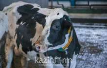 «Сыбаға» бағдарламасының талаптары өзгертілді