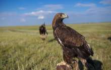 Аң-құс пен төрт түліктің қазақша атаулары |