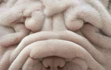 Әжім неден пайда болады? |