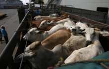 Алматы облысында тиісті құжатсыз мал тасымалдағандар анықталды