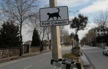 «Мысық шығуы мүмкін»