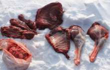 СҚО-да тоғыз сібір елігін қырып салған браконьерлер анықталды