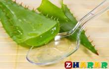 Алоэ өсімдігінің емдік қасиеттері