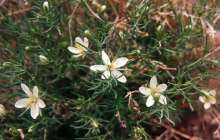 Адамды есінен айыруы мүмкін: Адыраспан туралы не білеміз?