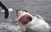 Спортшы акуланың шабуылынан көз жұмды