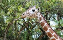 Шымкент зообағында жас жігіт жирафқа мініп алды