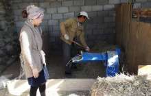 22 жастағы қызылордалық ару мал бордақылауды кәсіп етті