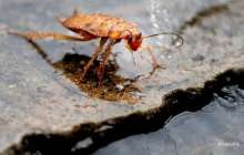 ​Дәрігерлер 17 жастағы бойжеткеннің құлағынан тірі тарақан алып шыққан