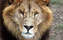 Бір топ қорқау арыстандармен ашық айқасқа түсті – видео