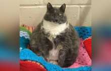 Ең семіз мысық бесінші рет қожайынын тауып алды