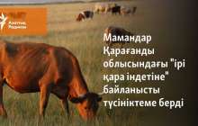 Мамандар Қарағанды облысындағы "ірі қара індетіне" байланысты түсініктеме берді