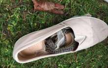 Туристің аяқ киіміне кіріп алған жылан 15 000 км жолды ұшып өткен