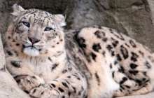 Ауыл шарушылық министрлігі мұның қашан және қайда болғанын анықтап жатыр