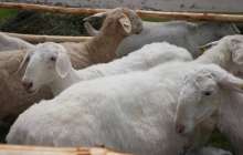 Қазір қойды телефонмен бағып жүрміз, қойшының керегі жоқ - жас кәсіпкер