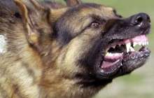 Алматыда ит ойнап отырған балаға шабуыл жасады (ВИДЕО)