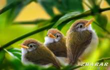 Пословицы и поговорки: Птица