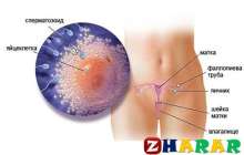 Англияның мамандарды мынадай зерттеу нәтижесін шығарыпты