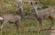 Еліктерді шетінен қырған